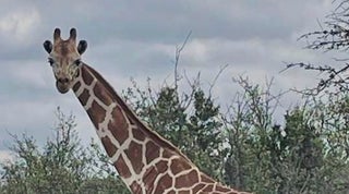 Gracie The Giraffe Rescued After Two Weeks On The Lam