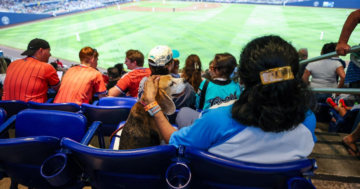 「切ない…」球場で隣の犬を凝視する姿が世界中の人の心をつかんだ犬、MLBチームがついに居場所を突き止める