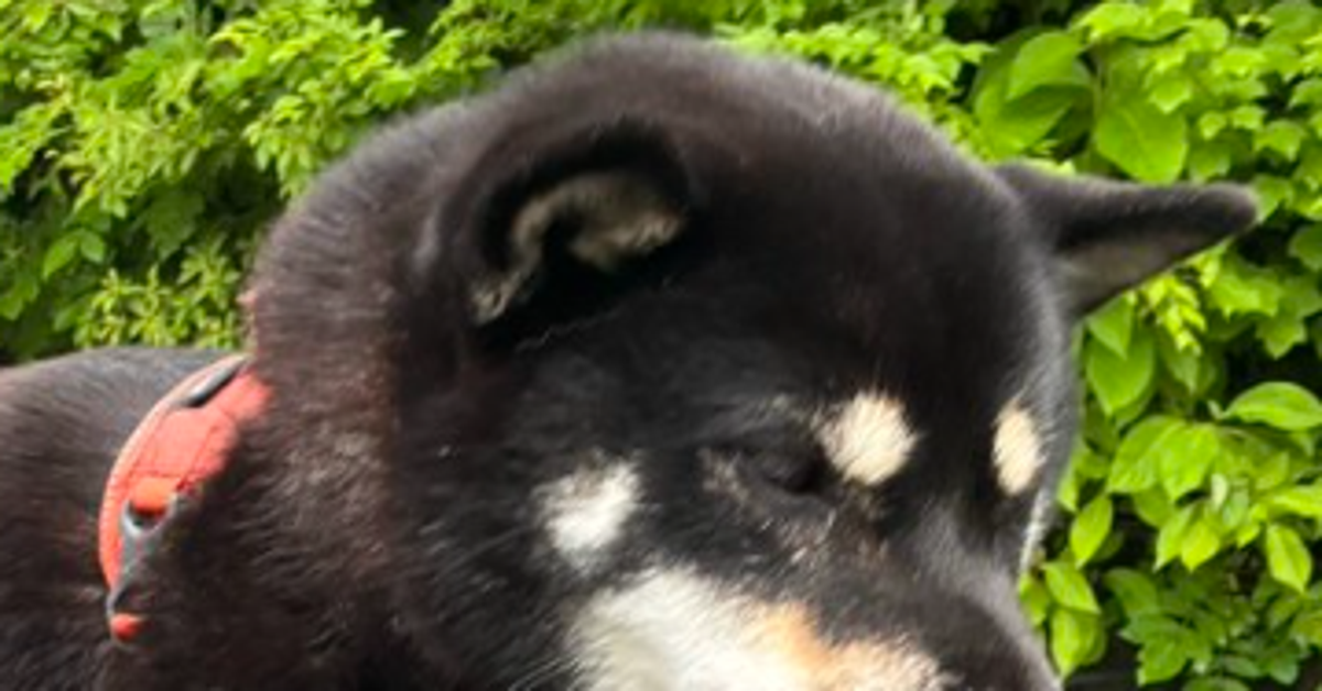 絶対に歩かない黒柴⇨飼い主の腕に乗る様子に「まるで手乗り文鳥」「強い意思を感じる」とネット爆笑