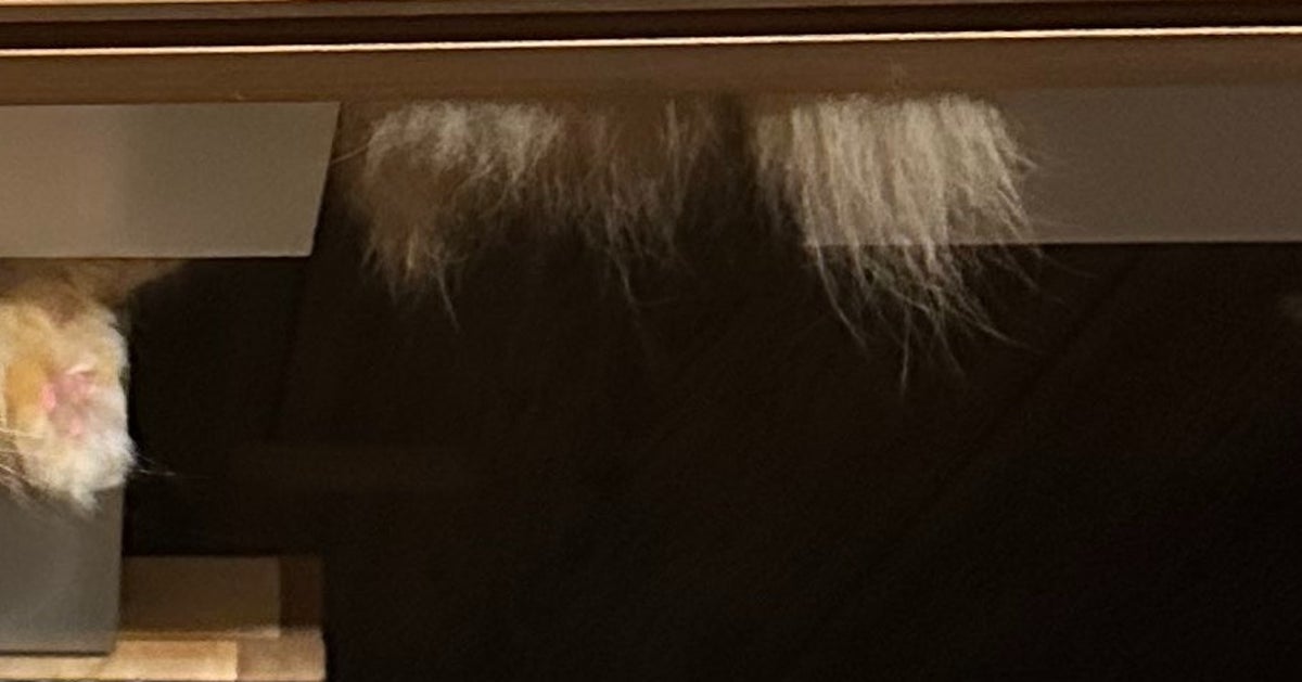 愛猫の“お出迎え”がホラーすぎた⇨飼い主も「膝が崩れた」光景に「どうなっとんの！？」「忍者猫」の声
