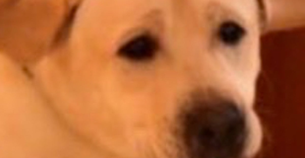 障害物競争でジャンプする愛犬⇨独特すぎるフォームに「コサックダンスみたい」「胴体着陸するつもり？」と爆笑