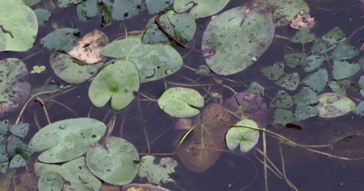 公園の鯉が仙人のようだと話題に　ヒレに特徴、皇居やニューオータニの池にいる品種というコメントも