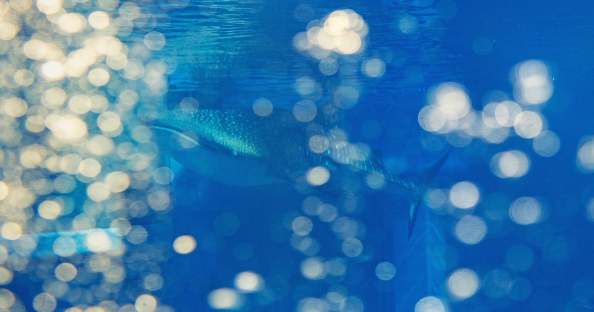 水族館の飼育員、海で見つけた“謎のぷるぷる物体”を食レポ⇒「毒ないの？」「クレイジーだね」と驚愕の声
