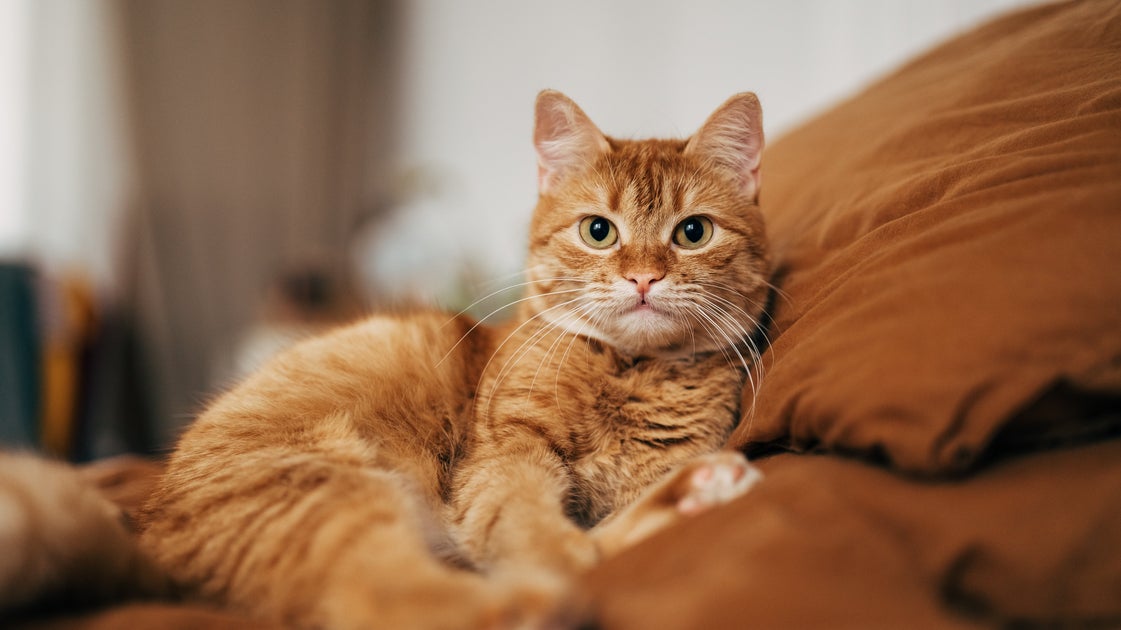Diese 3 alltäglichen Verhaltensweisen von Katzen könnten bedeuten ...