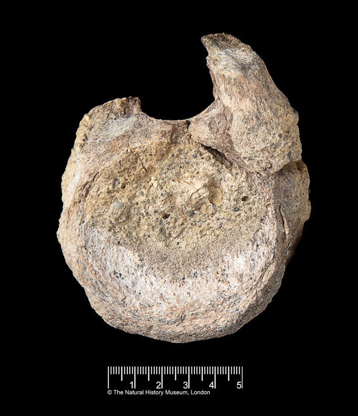 This image provided by the Natural History Museum shows a fossil found in Antarctica that belongs to a group of dinosaurs called titanosaurs. (Natural History Museum via AP)