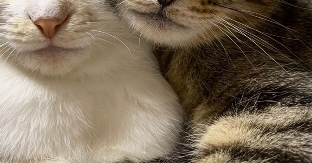 寄り添う猫たちの表情が正反対？「めっちゃ迷惑そう」「かわいいがすぎる」と4.9万「いいね」