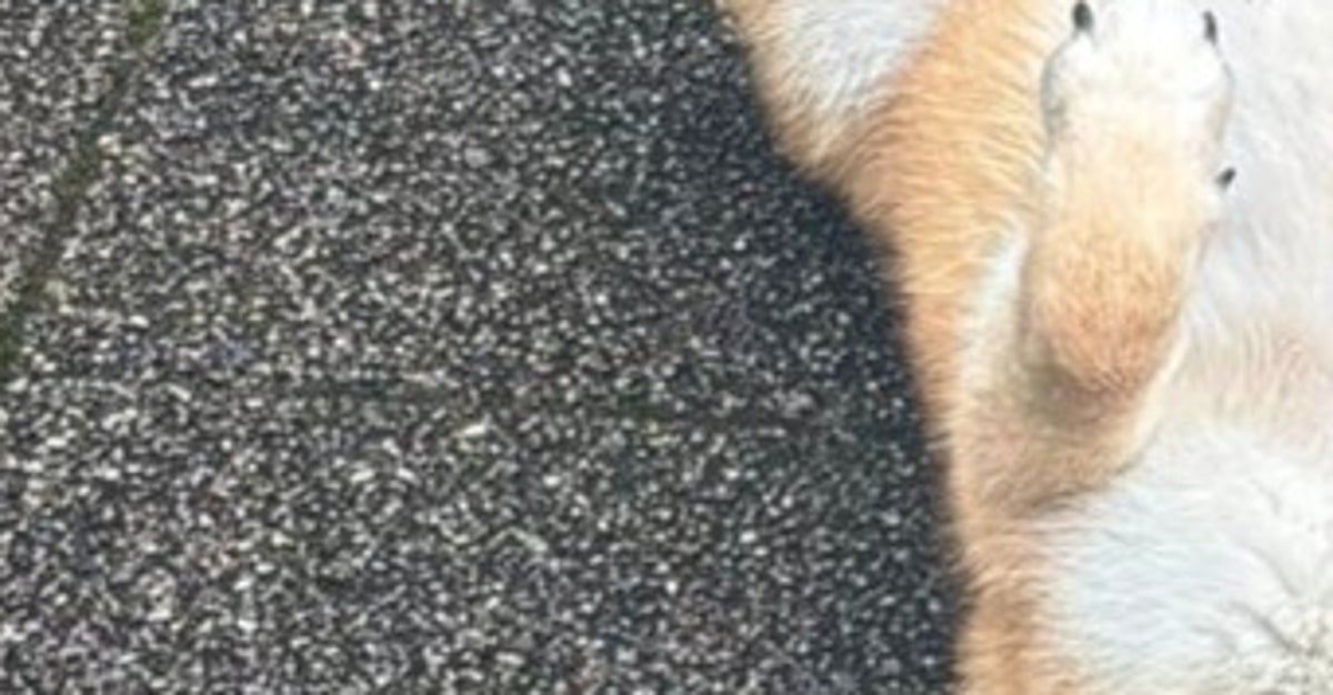 水が嫌いなのになぜ！雨の日の柴犬の行動に飼い主戦慄…⇒「この拒否柴は見たことないw」