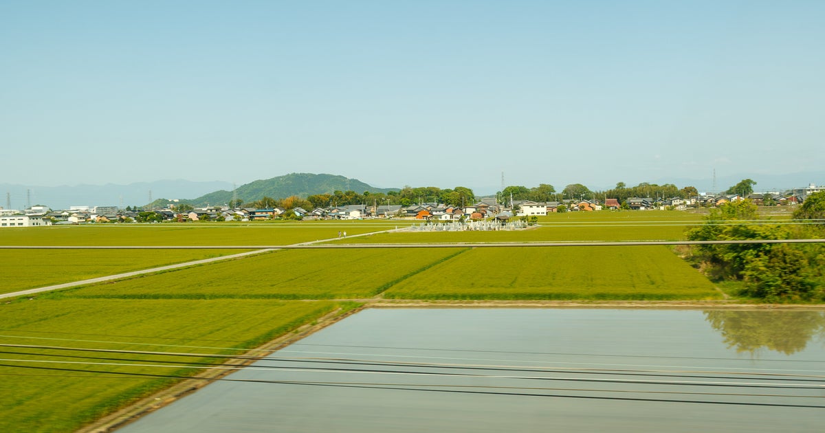 「え、田んぼにソーセージ生えてる？」記者が見た“謎の茶色い植物”の正体とは…「古事記」にも登場