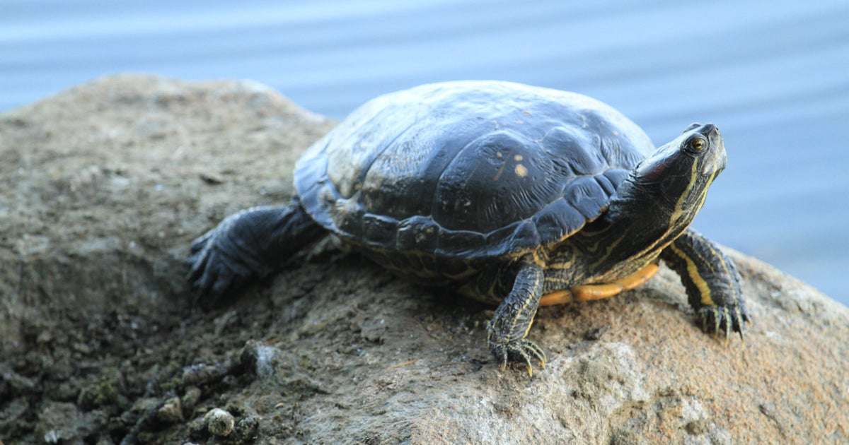 カメの体重測定、飼育員のアイデアに「この手があったのかー」と感心と爆笑の声
