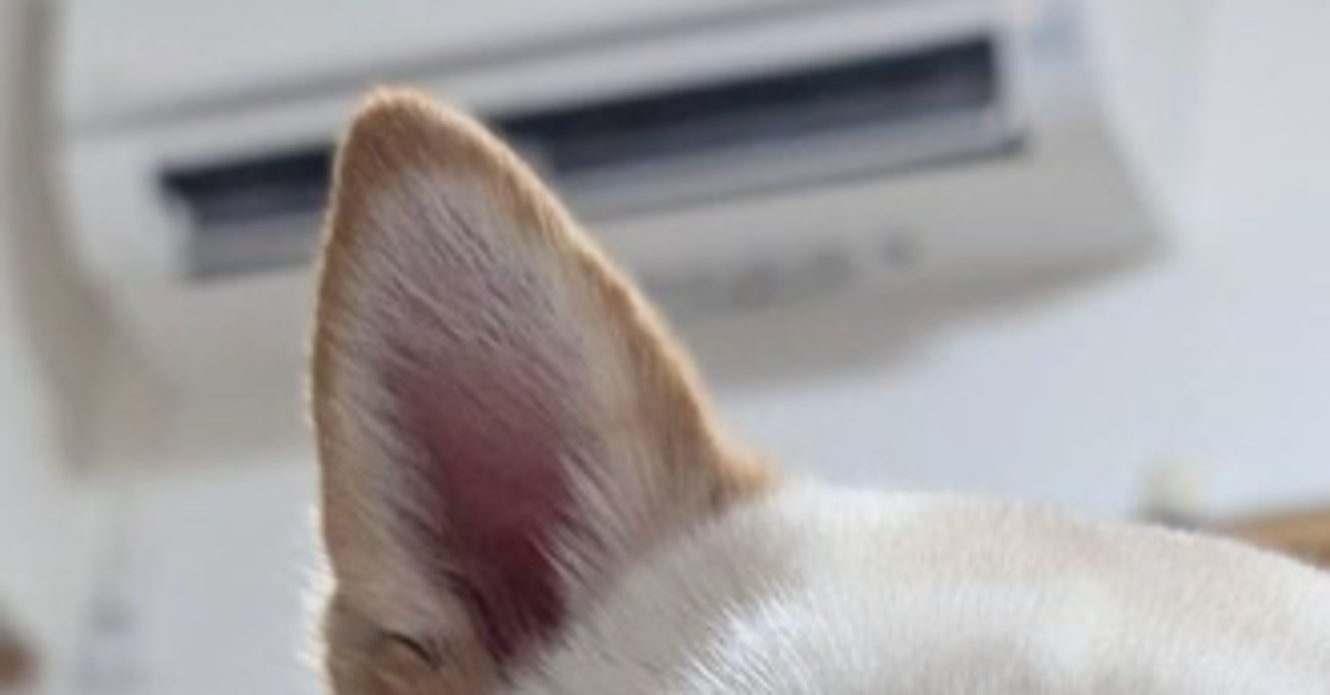 飼い主が体調を崩すと...⇨愛犬の様子に「本当に心配してる表情」「一番のお薬ですね」と反響