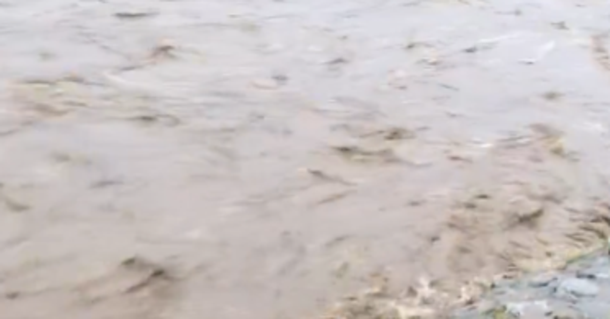 大雨後の鴨川、オオサンショウウオ出現⇨貴重映像に「のそのそ帰宅が可愛すぎる」「無事に帰れるか心配」と19万「いいね」