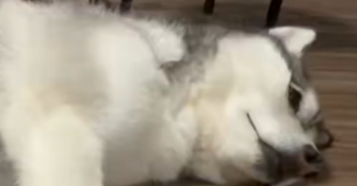 飼い主が撫でる場所を間違えたとき、ハスキー犬が取る行動⇨「賢すぎる！」「めっちゃ偉そうで可愛い」