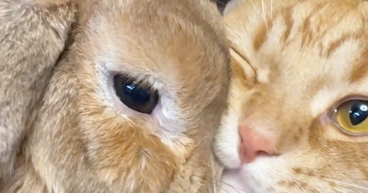 メキョ メキョ…“猫にめり込んでいくウサギ”に笑顔広がる⇒「間に埋もれたい」と21万「いいね」