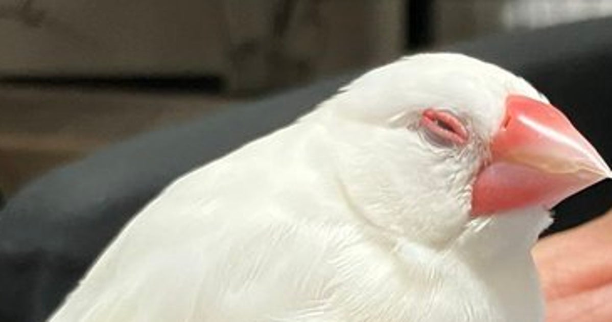 なぜその時だけ急接近…？触られたくない白文鳥の“謎ルール”がツンデレすぎると話題