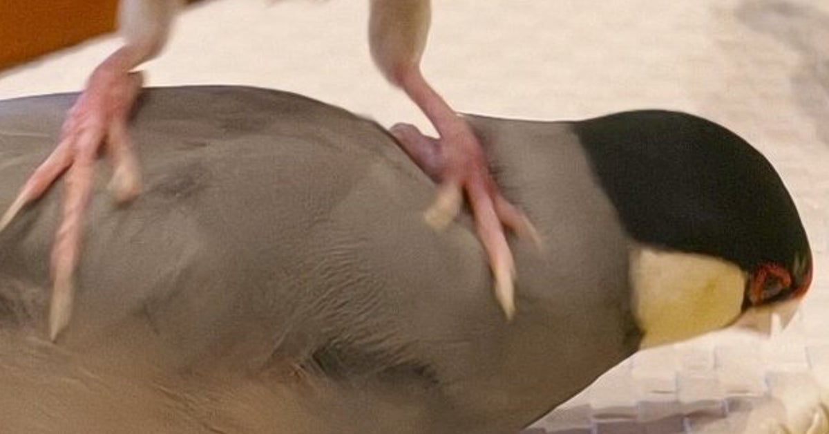 「ｲﾃﾞﾃﾞﾃﾞ」文鳥が文鳥の上に！？⇨仲良し…ではなかった“その後”のエピソードに爆笑
