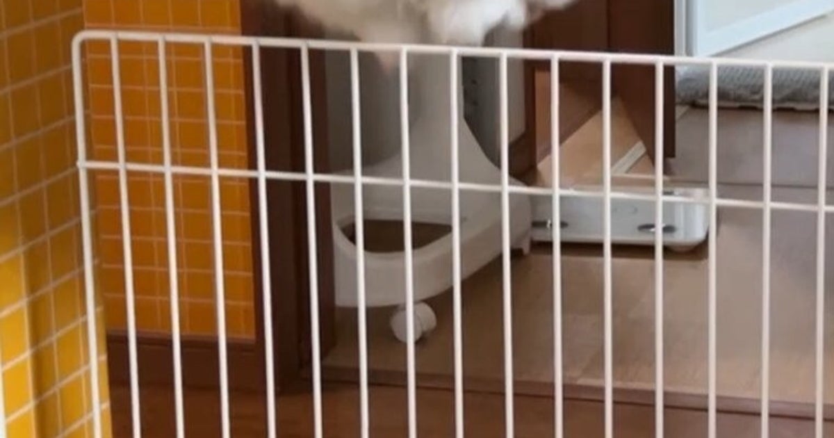 飼い主を見つめながら柵を華麗に飛び越えるミヌエット。その姿に「芸術点高すぎ」「本物のエンジェル」と絶賛の声