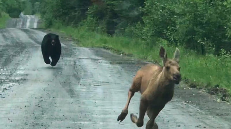 Maine Couple Spots Bear Chasing Moose Calf And Helps It Escape