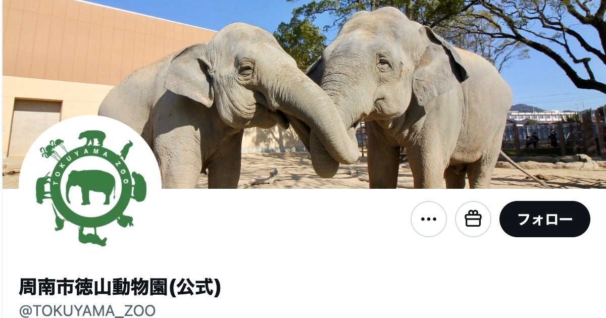 真っ白モフモフな“白変種タヌキ”がお昼寝すると…「モップが落ちてる」「ケセランパサランみたい」と反響