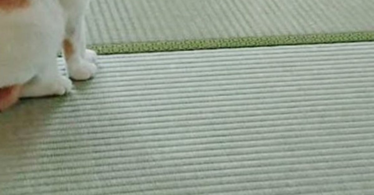 誰よりも真剣に法事に参加する猫⇨神妙すぎる姿に「畳の縁まで踏まない」「一番空気読んでる」の声