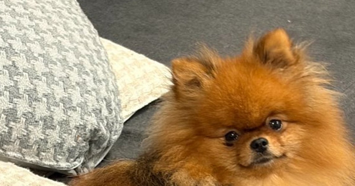 「今日も選ばれしひと粒」愛犬がカリカリ1粒だけ持ち歩く謎行動…飼い主も「めっちゃ調べた」