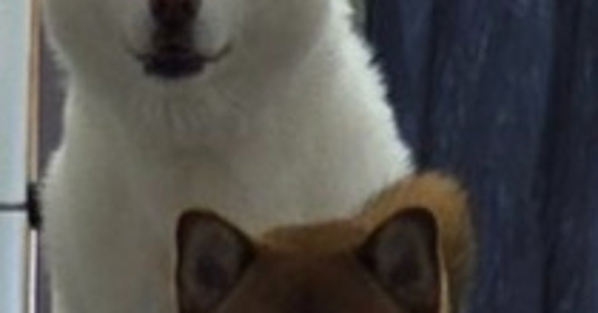 階段の最上段でこちらを見つめる犬たちの強キャラ感が半端ない。「めちゃくちゃ怖かった」「犬のスタンドだ…」