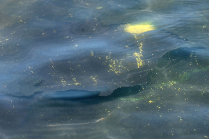 The new Reflecting Pool coating began to peel almost immediately after it was installed. 
