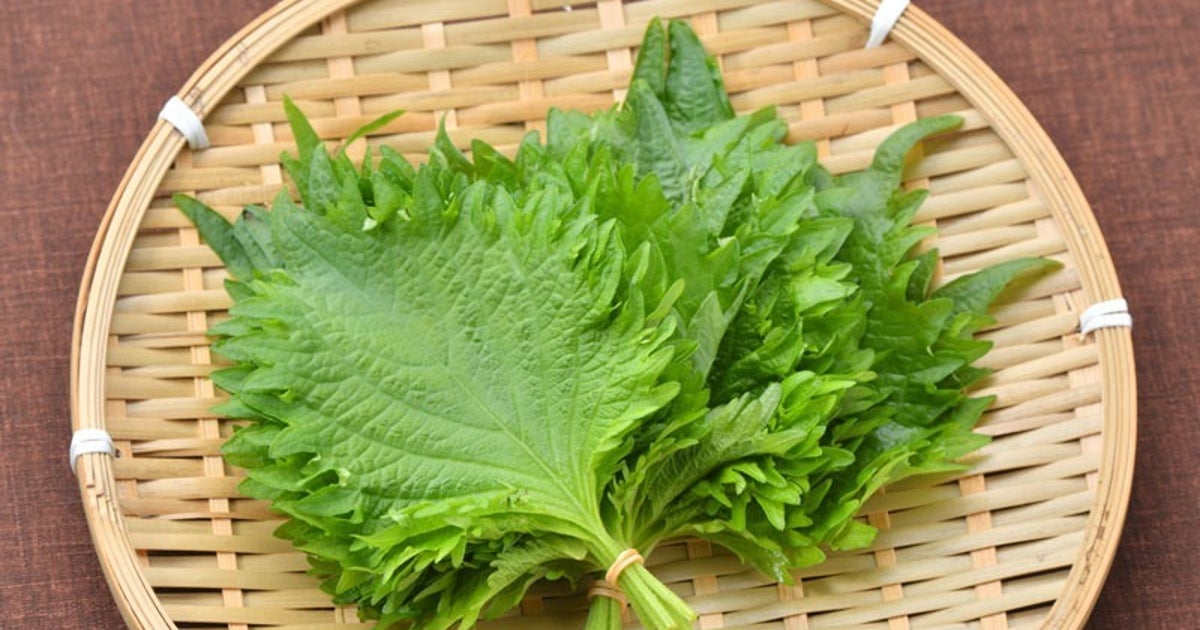 「大葉」の美味しい保存方法を紹介。冷凍や乾燥、食べ方ごとの最適な保存法とは?