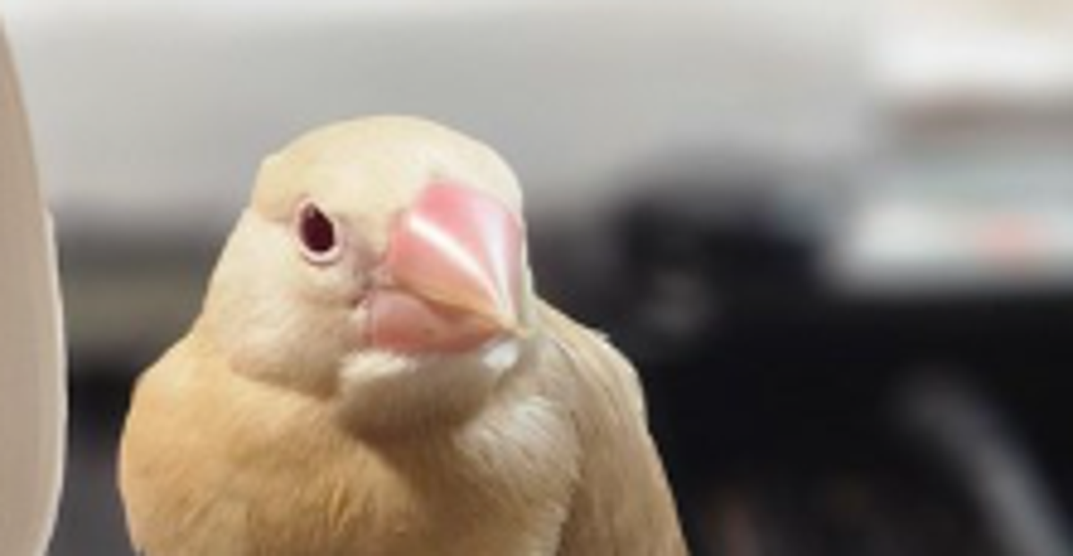 文鳥の“直食い”が豪快すぎた⇨念願の“家電カプセルトイ”に「アイデアがすごい！」「夢のような食べ方」と反響