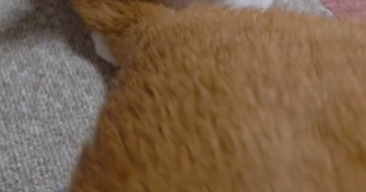 騒ぐ猫を寝かしつけた仲良し猫の“プロ級スキル”⇨「優しすぎる」「たまらなく愛おしい」と悶絶