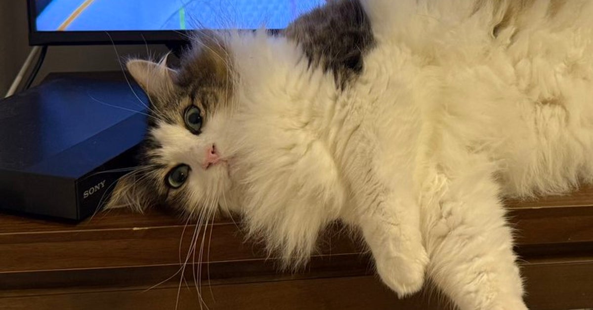 サッカーワールドカップ日本代表を応援中“特等席”を確保した猫⇨「まさかの猫吸い」「良いシーンだ…」と反響