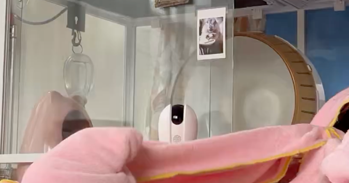 お尻から飼い主へまっしぐら！リスの“プリプリバック”に「見えないけど飼い主の位置はわかる」と爆笑