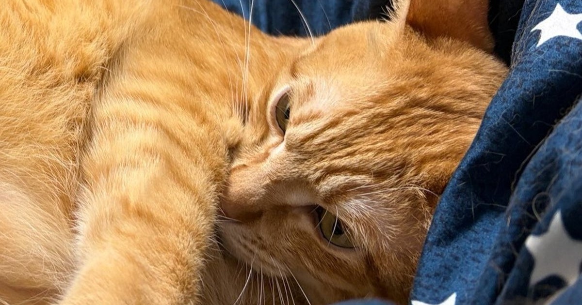 撫でようとする飼い主を断固拒否する猫⇨わかりやすすぎる意思表示に「これぞ猫の極み」