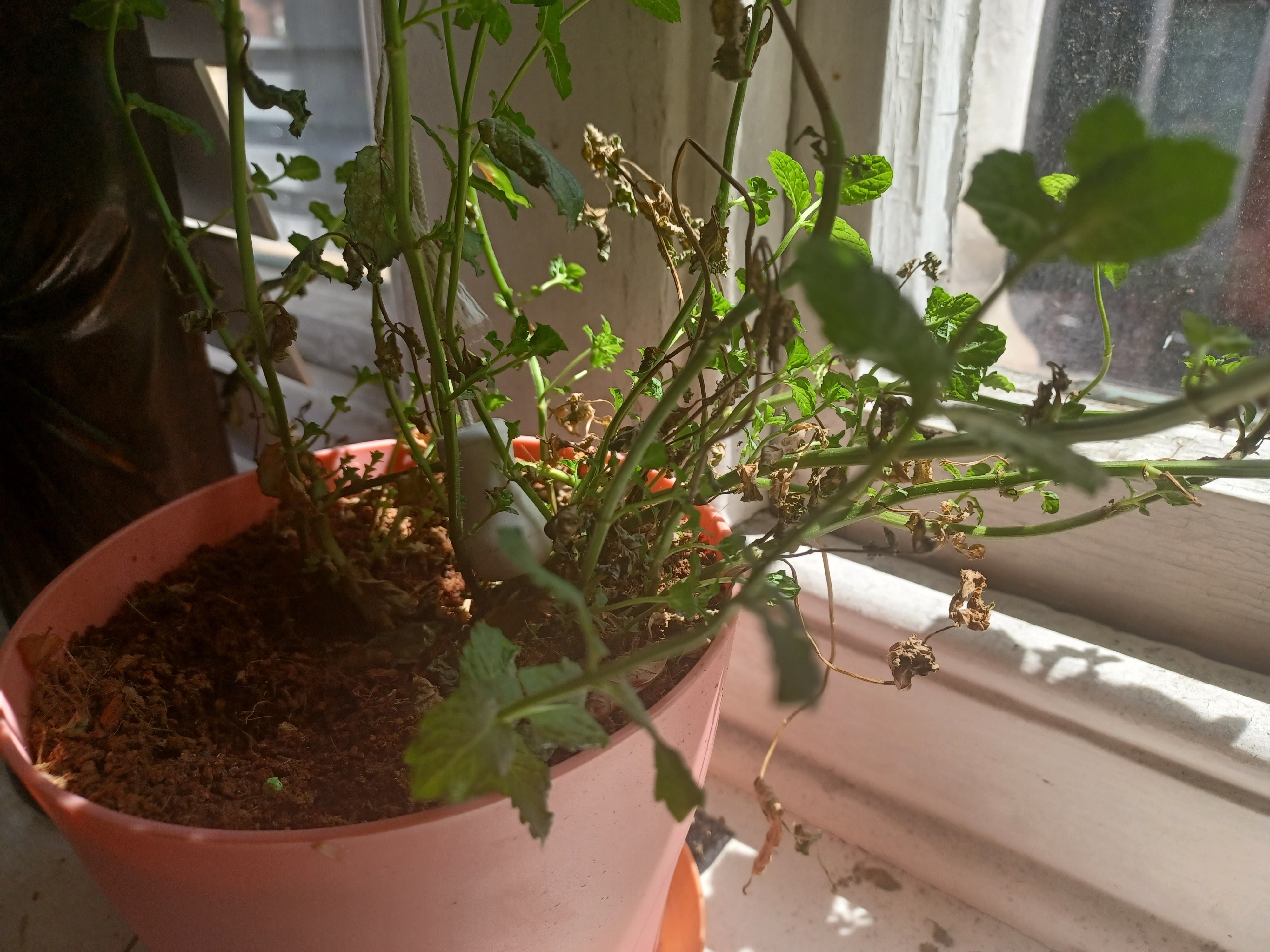 The Worst Thing To Do If Your Plant's Leaves Burn In The Heat