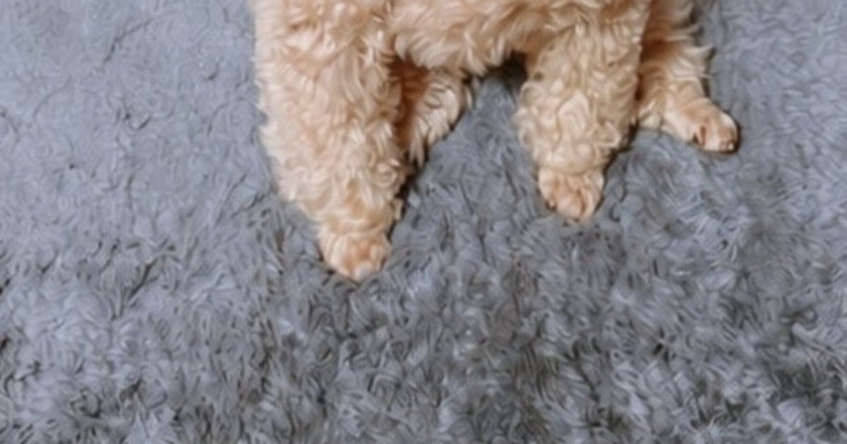 飼い主を待つ愛犬、“座り寝”で爆睡⇨「泣けちゃう」「ぬいぐるみが寝てるのかと」と大反響
