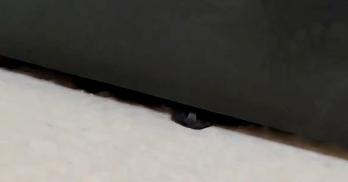 黒猫が“完全に”液体化...。極細のスキマからにゅるりと現れる様子に「液体どころか煙じゃねーか！」と驚きの声