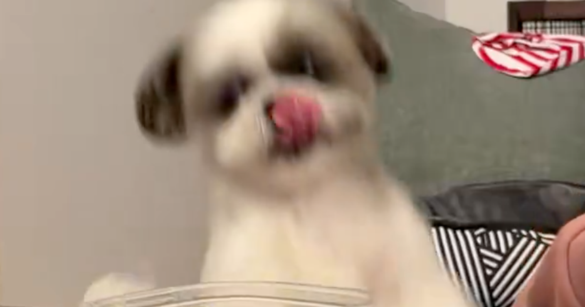 きゅうり好きなシーズー犬、テンションが面白すぎる！⇨「要求力が強い」と爆笑
