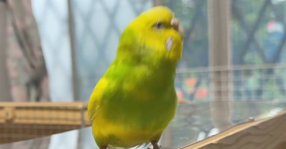 半年かけて鳥籠から脱出したインコ。大喜びするも即絶望することに...⇨「表情が秀逸」「かわいそうだけど面白い」