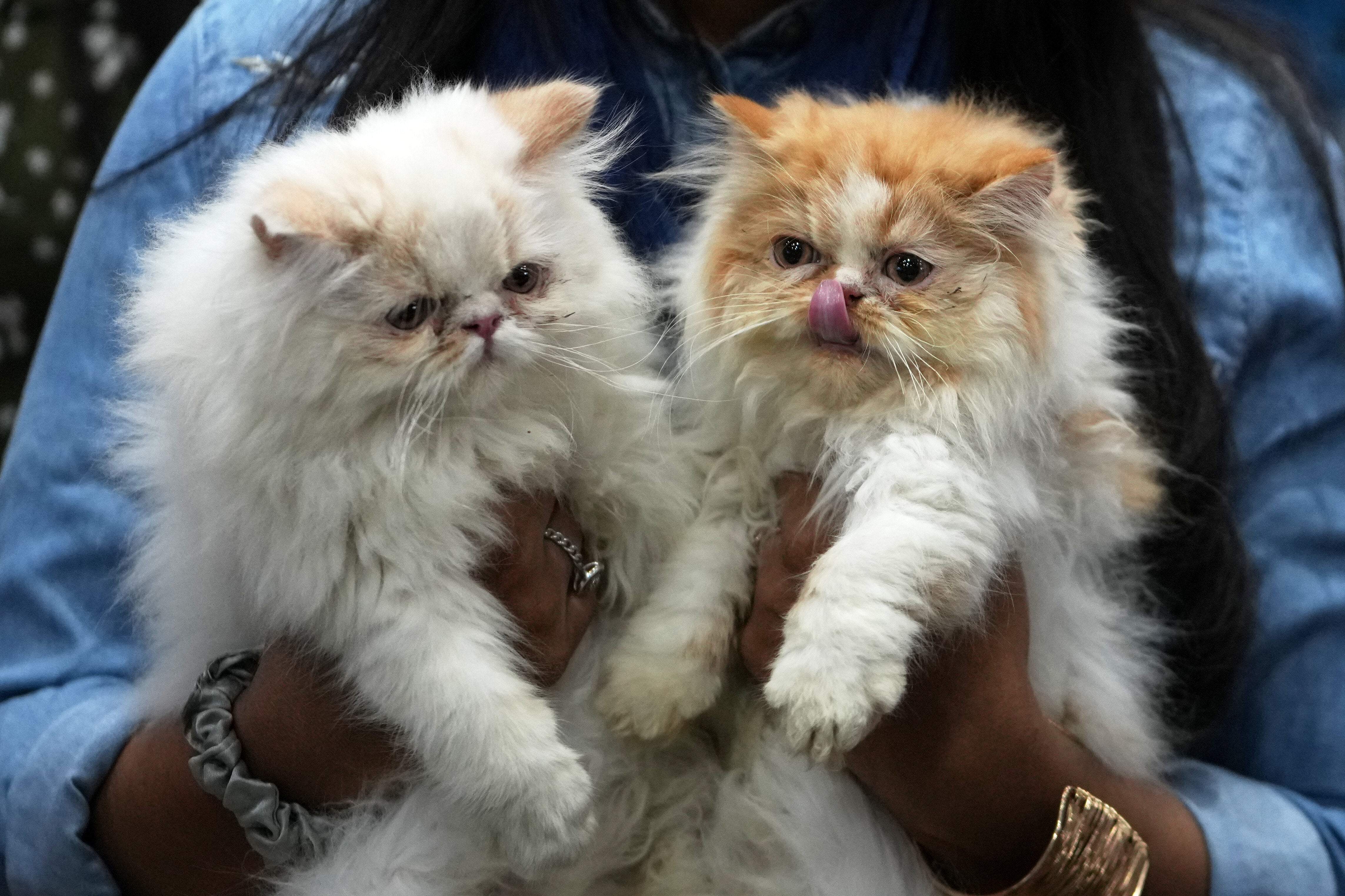 Researchers Explain How Owning A Cat Can Boost Your Health