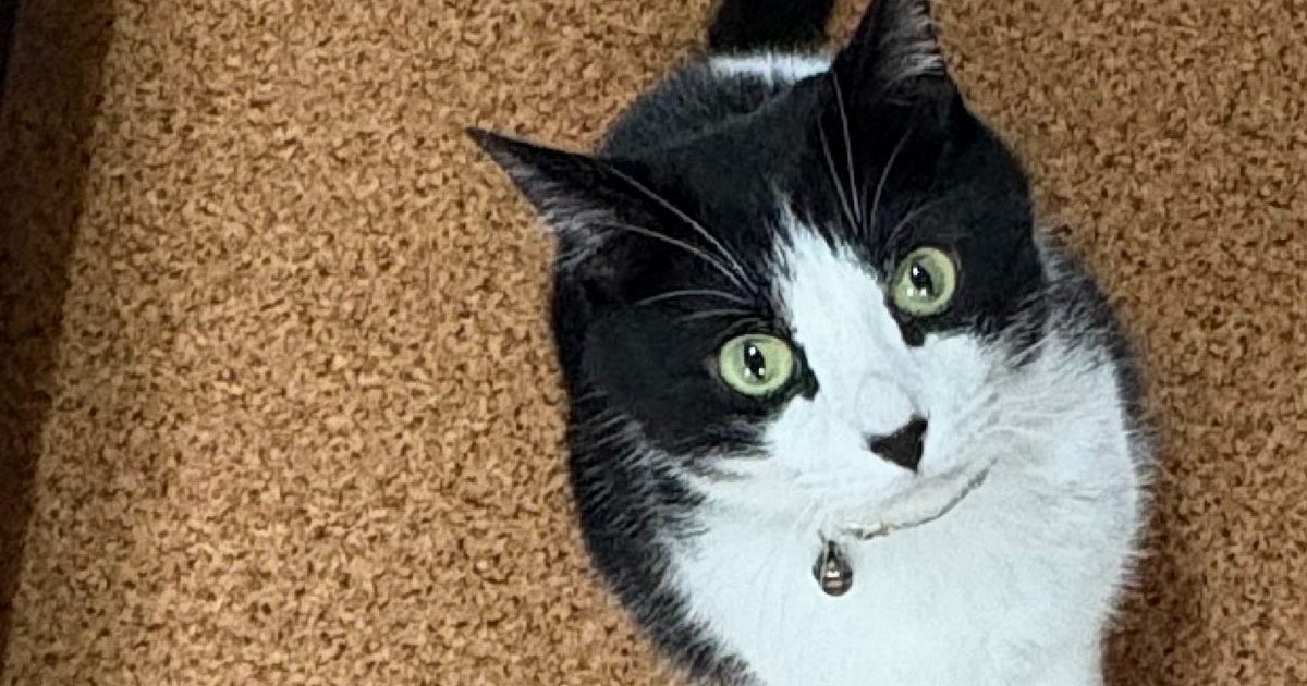 「ちゅ〜る?」愛猫が真剣な目で“勘違い”したものは…⇨「似てるもんね」「それは人間がむしゃぶりつくやつ」