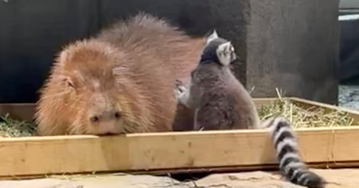 ワオキツネザルがカピバラをそっと触ると…⇨次の瞬間に「ハンドパワー」「合気道」とツッコミ続出
