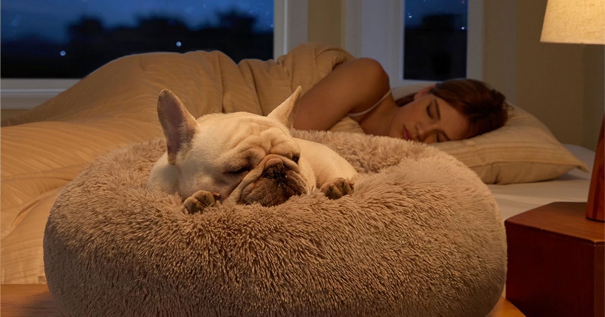 My Nervous Rescue Cat Spends All Day In This $26 Donut Bed