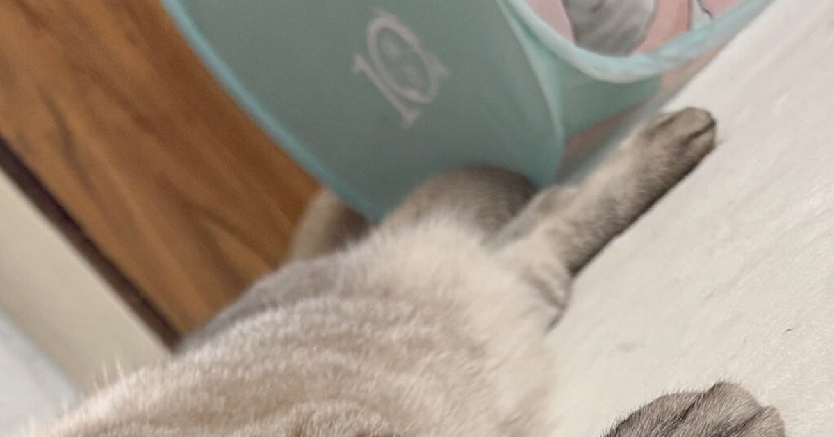 「アザラシみたいな猫」が想像以上だった。「にゃざらし」「ネコ辞めたのか？」と大反響