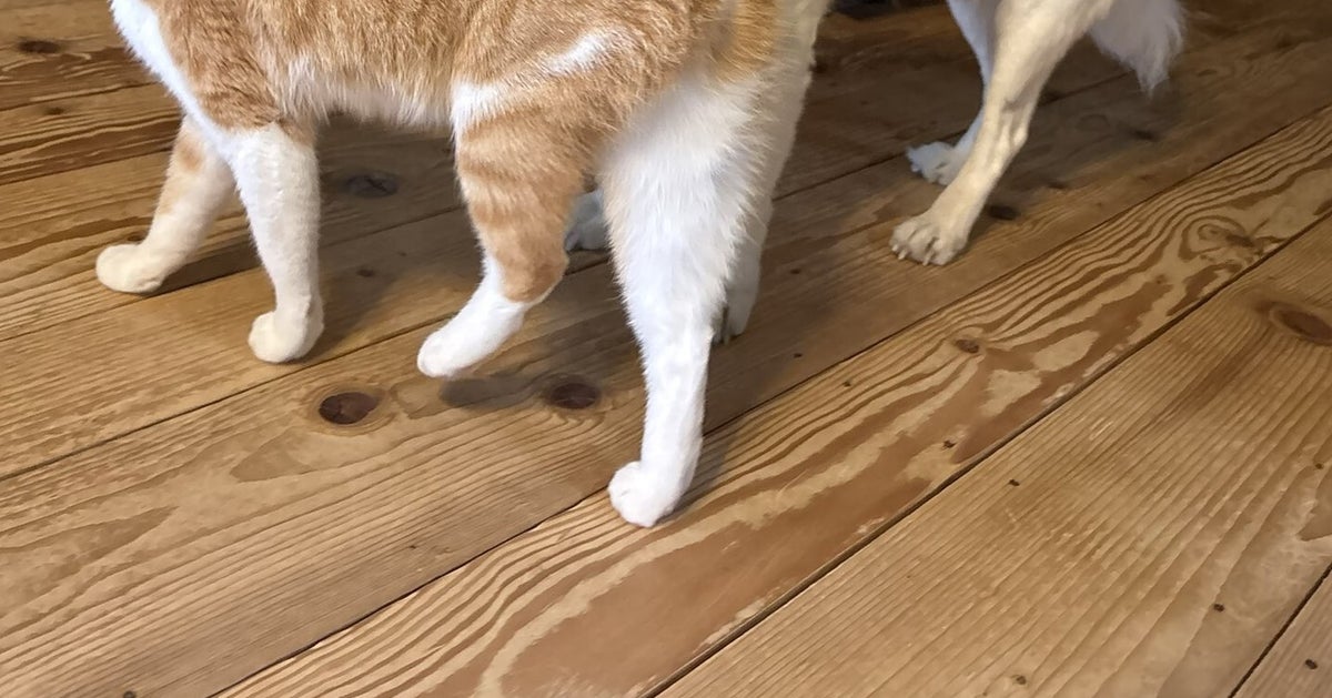 仲良しな犬と猫のちょっと変わった朝のあいさつに…⇒「嬉しそうなお顔」「愛だね〜」