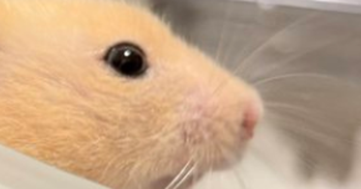 ハムスターも液体だった...。ヘビみたいに“伸びた”様子に「溶けるんだ」「ドラゴン⁉︎」と驚きの声