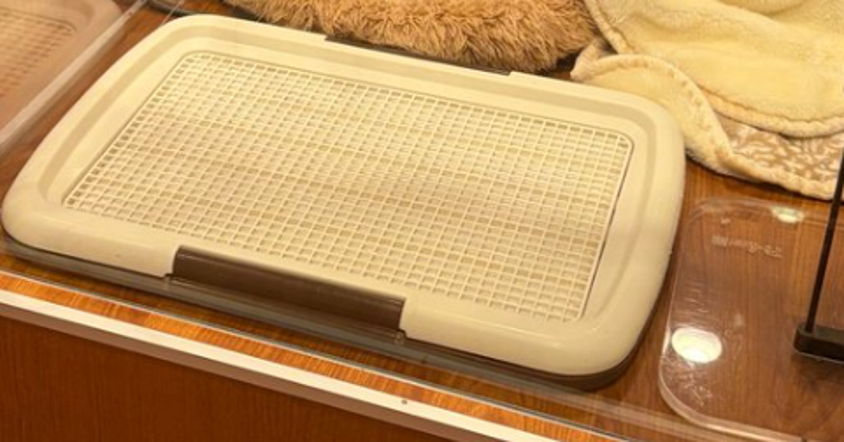 ペットショップで見惚れた“白い子犬”の正体は...⇨「めっちゃ笑ったww」「間違えないほうがおかしい」