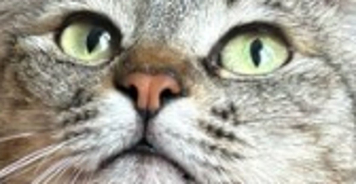 6歳児、“猫吸い”に夢中⇨愛猫とのやりとりに「将来有望」「わかります」の声