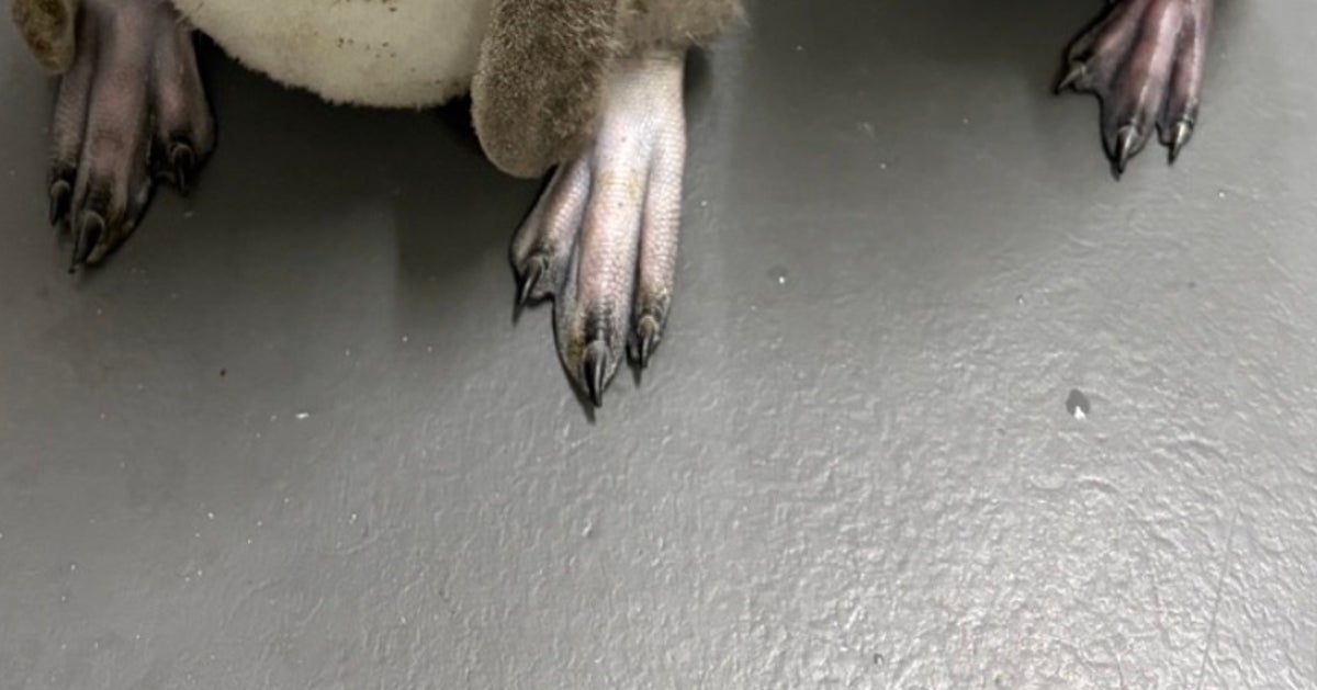 赤ちゃんペンギンの貴重な“プール練習”が可愛すぎる！東京・すみだ水族館、イベントチケットは即完の大人気