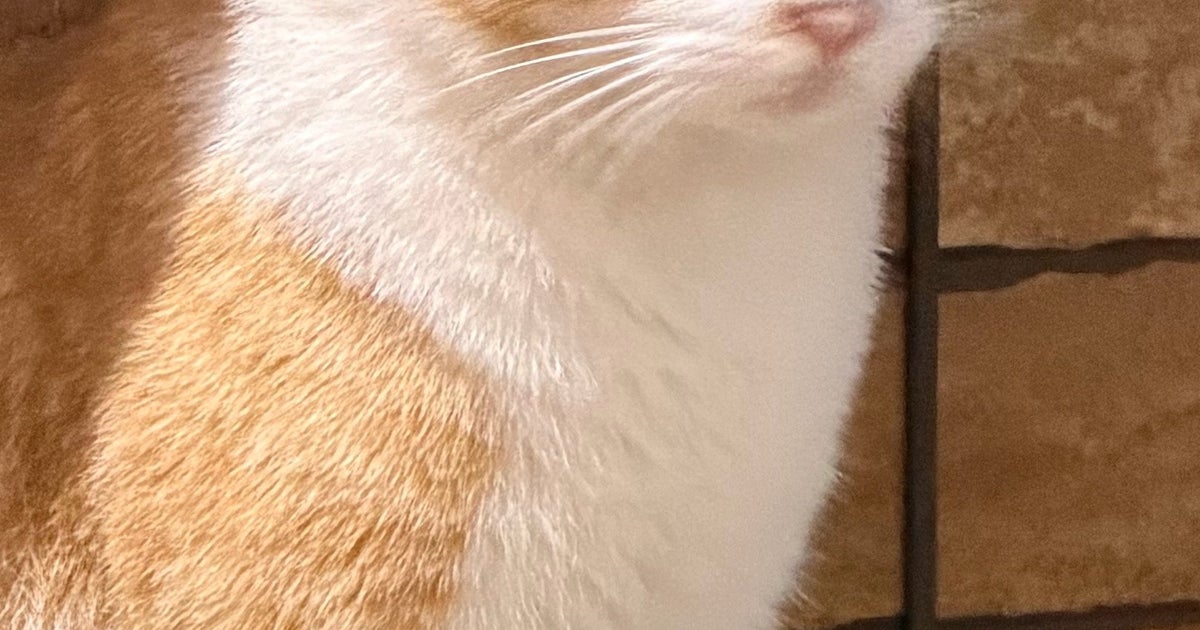 野良猫を激写、撮影後に確認すると...⇨猫のドン引きフェイスに「笑いが止まらん」「いい表情ww」