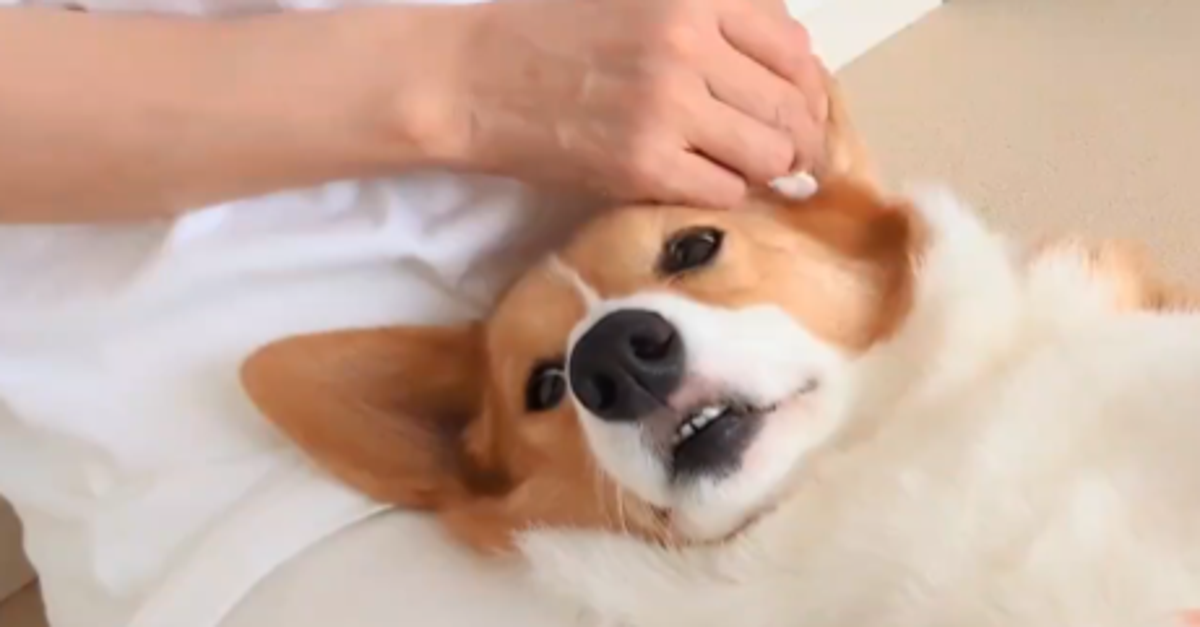耳掃除中のコーギー犬が出す合図に爆笑の嵐⇨「人間ですか？」「歯医者さんのシステム最高」