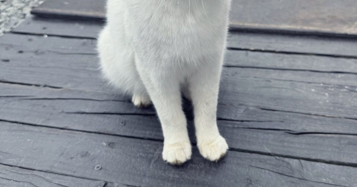 シンガーソングライターまふまふ、旅先で遭遇した猫の“とろける笑顔“に反響⇨「心から笑ってる」「リラックスしてる」の声